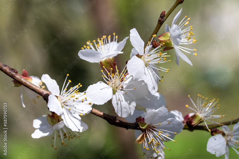 white flowers fruit trees closeup spring nature