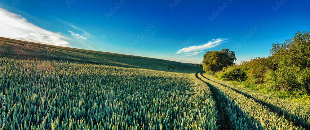 Green Wheat Fields and Blue Skies Natures Palette