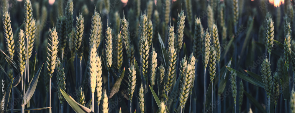 Natures Promise: A Lush Field of Young Wheat Ready to Flourish in the Springtime