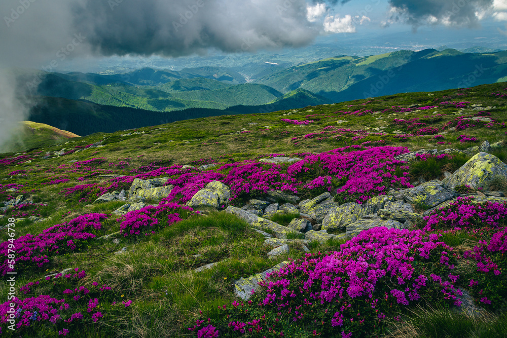 Wonderful blooming alpine pink rhododendron fields on the hills, Romania