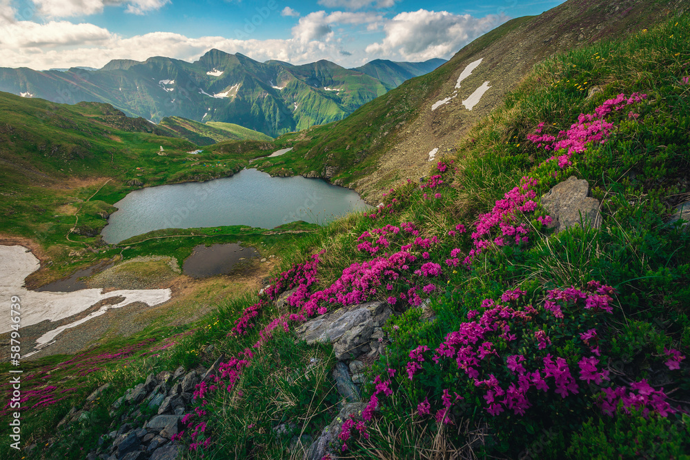 Capra lake and flowery bushes in Fagaras mountains, Carpathians, Romania