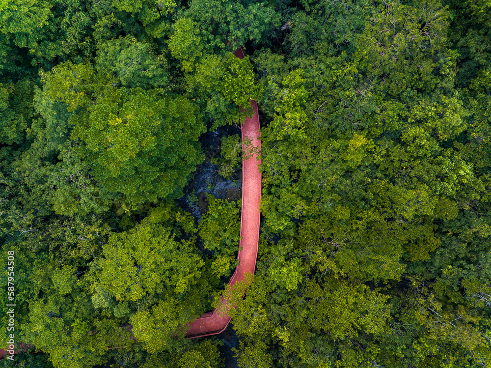 Aerial top view walkway in forest with trees and river