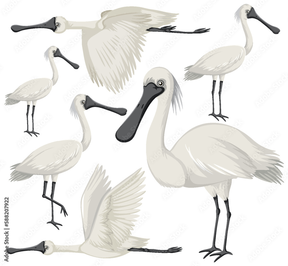 Black-faced spoonbill animal collection