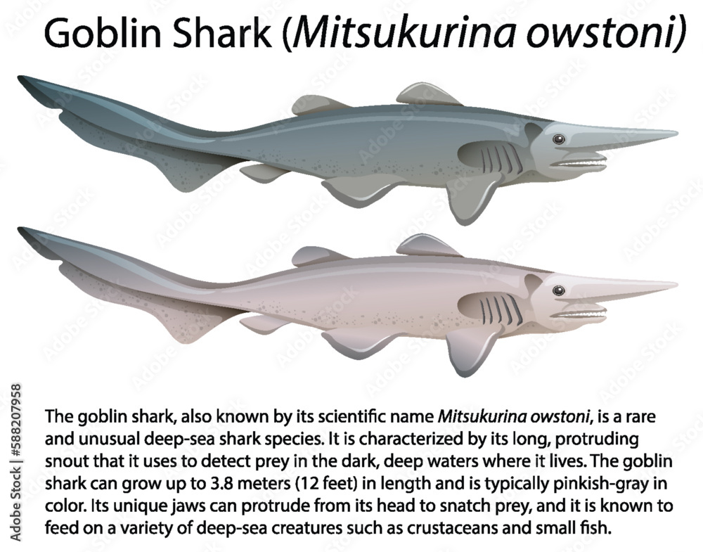 Goblin Shark (Mitsukurina owstoni) with Informative Text