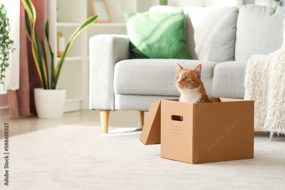 Funny cat in cardboard box at home