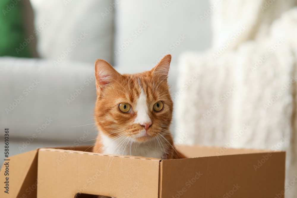 Funny cat in cardboard box at home, closeup