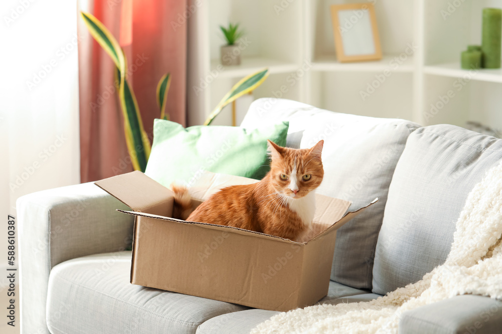 Funny cat in cardboard box on sofa at home