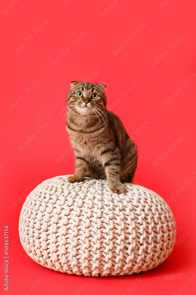 Striped Scottish fold cat sitting on pouf against red background