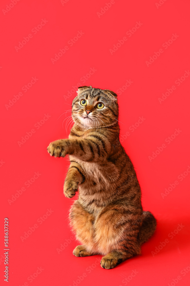 Striped Scottish fold cat on red background