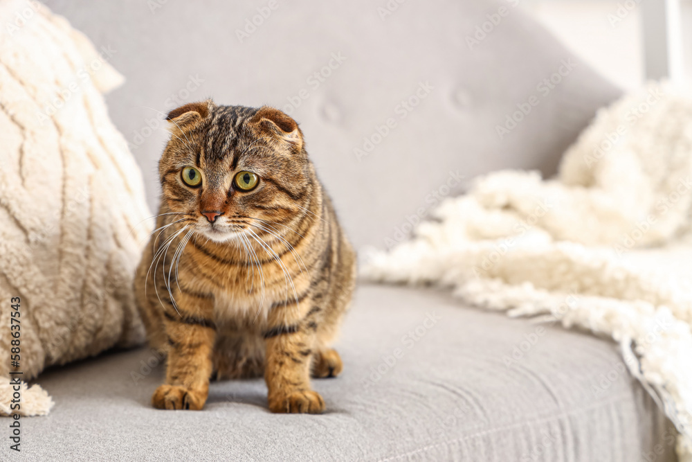 Striped Scottish fold cat on sofa at home