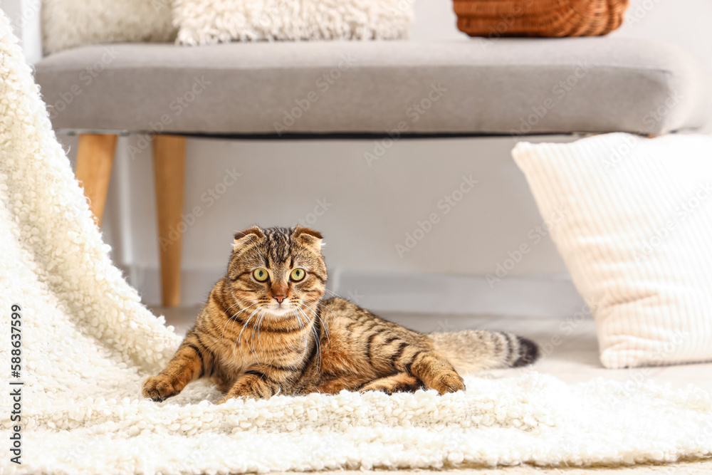 Striped Scottish fold cat lying on plaid at home