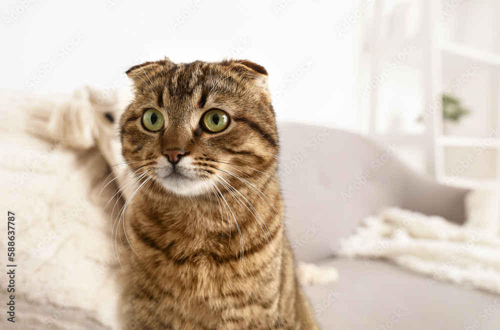 Striped Scottish fold cat on sofa at home