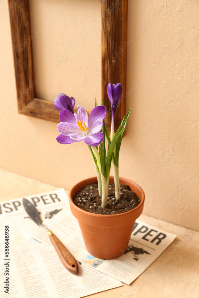 Pot with beautiful crocus flowers, newspaper and shovel on table near beige wall