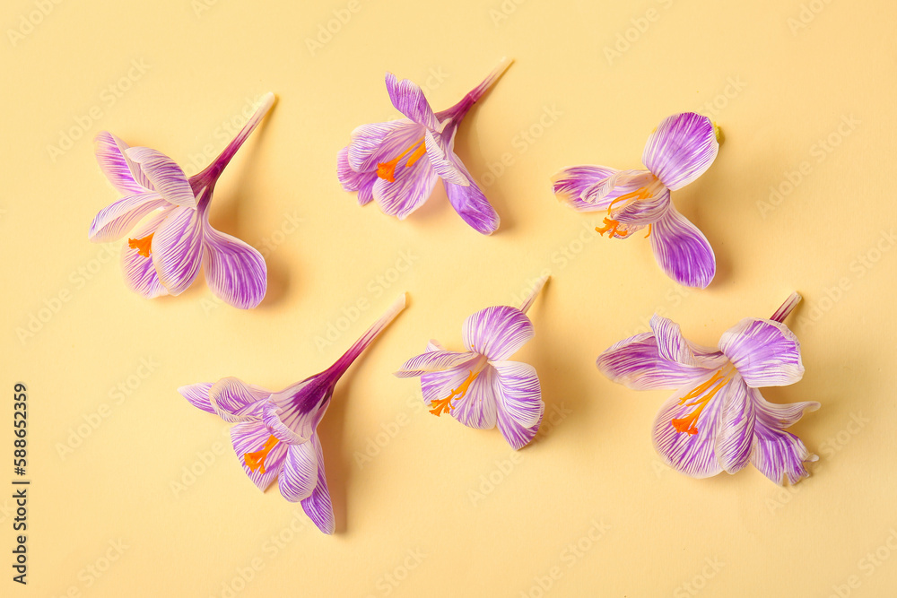 Beautiful Saffron flowers on yellow background