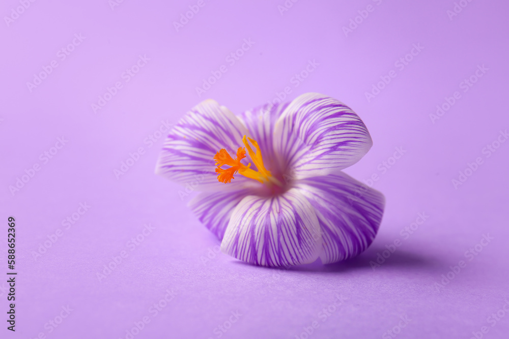 Beautiful Saffron flower on lilac background