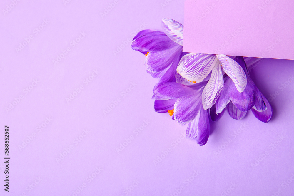 Beautiful Saffron flowers on lilac background