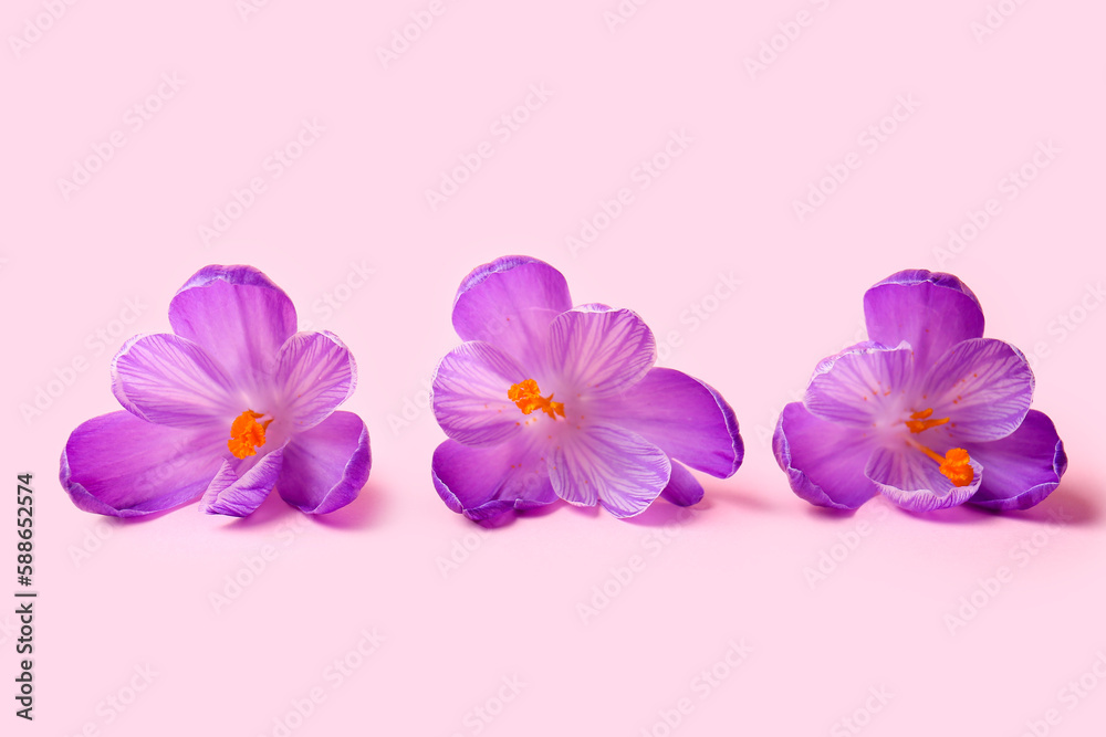 Beautiful Saffron flower on pink background