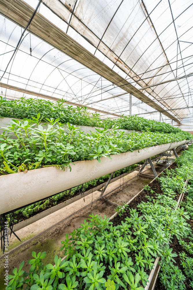 Cabbage grown in the three-dimensional cultivation area of the greenhouse