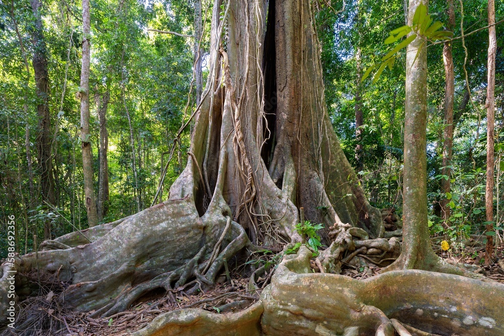 Old tall Macca tree in Koh Kood, Thailand with green trees in the background