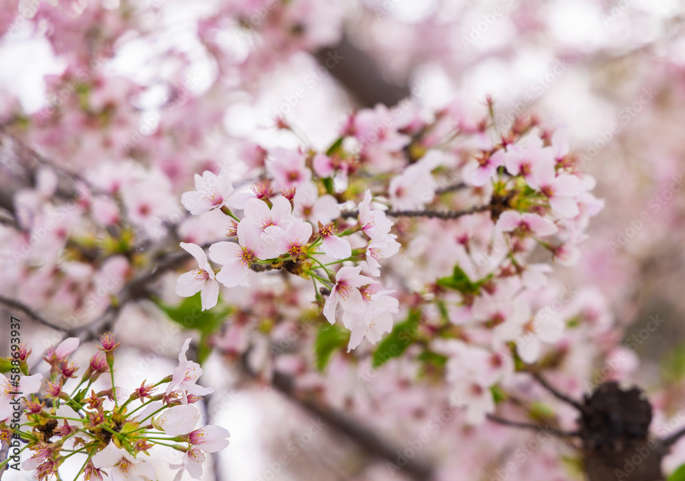 Tianjin culture center Chinese flowering crab-apple landscape