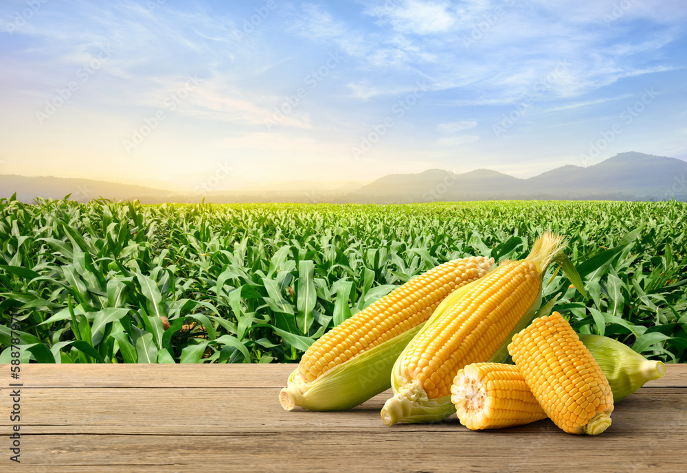 Corn cobs on wooden table with corn plantation field background.