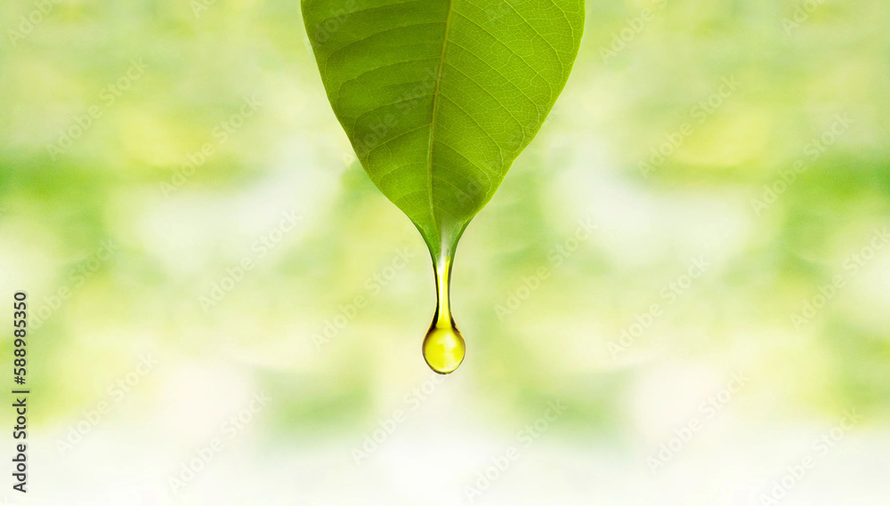 Fresh Green Leaf with Oil Drop - Essential Oil Dropping from Fresh Leaf.