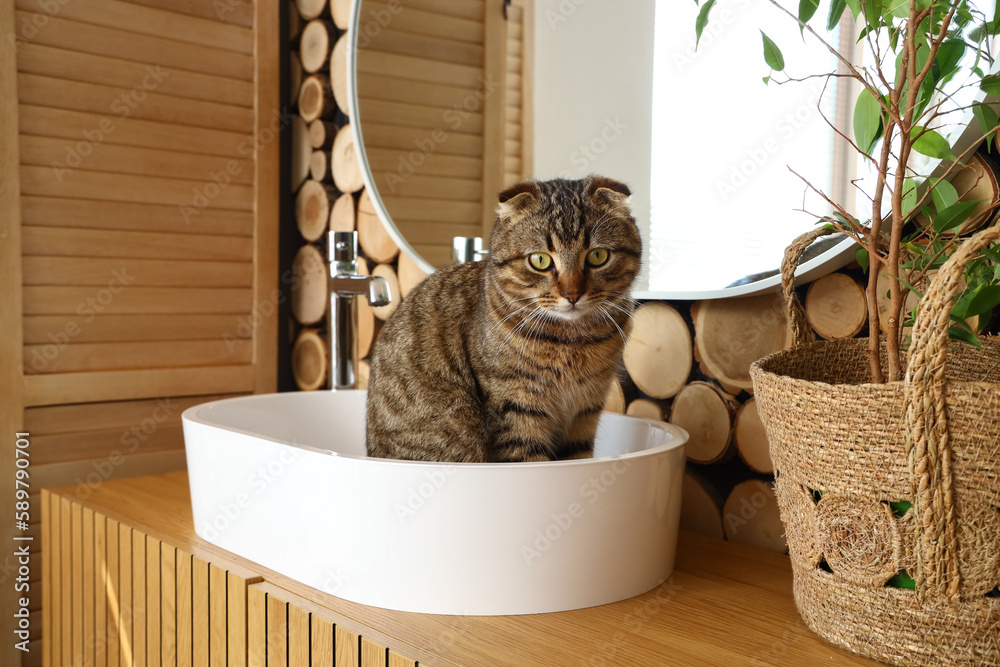 Striped Scottish fold cat in bathroom sink