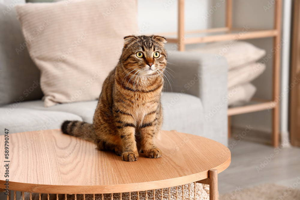 Striped Scottish fold cat sitting on table at home