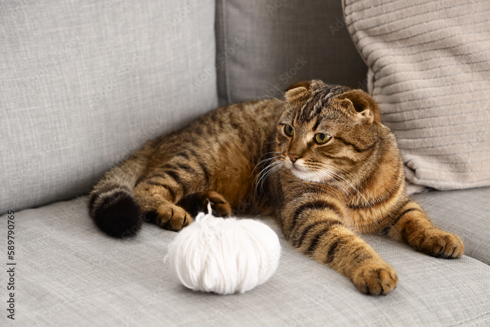 Striped Scottish fold cat with ball of thread lying on sofa at home