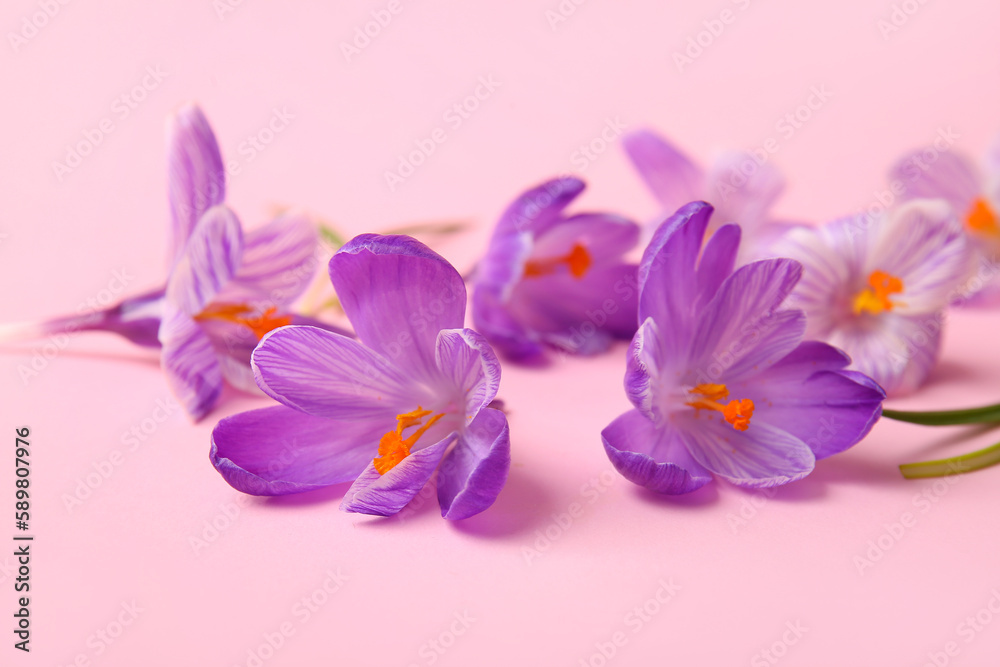 Beautiful Saffron flower on pink background, closeup