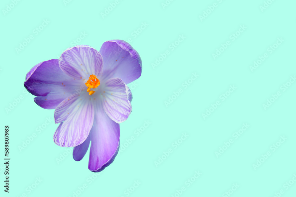 Beautiful Saffron flower on turquoise background, closeup