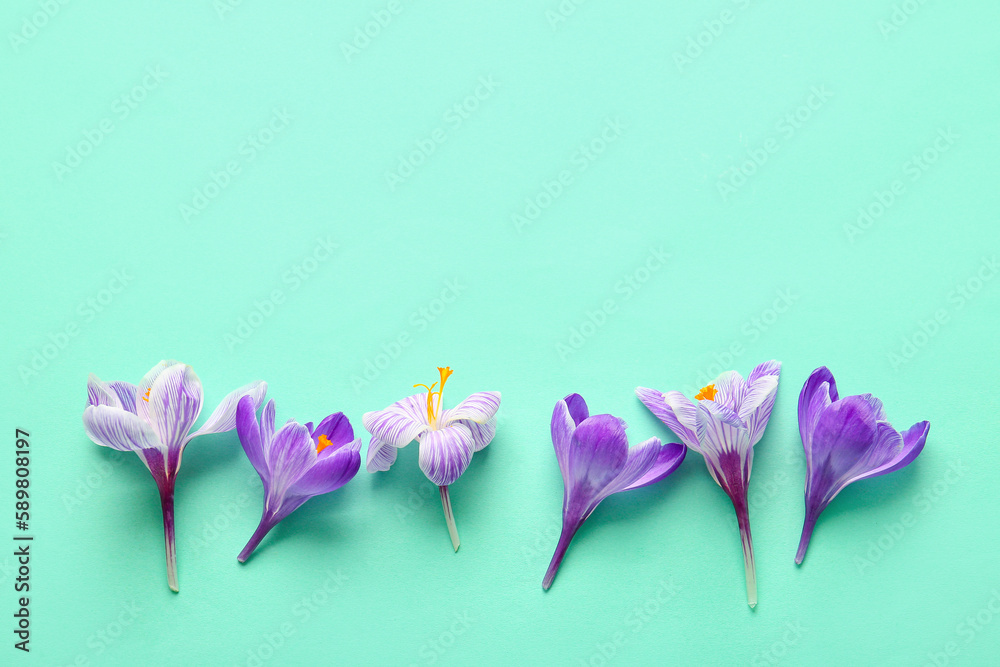 Beautiful Saffron flowers on turquoise background