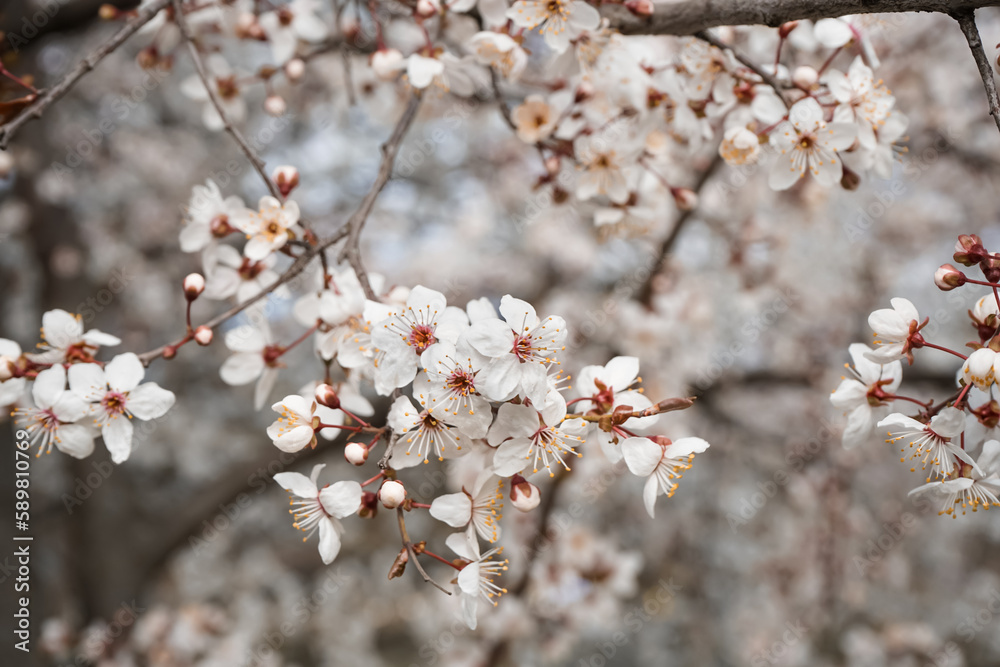 Beautiful blossoming branch outdoors, closeup