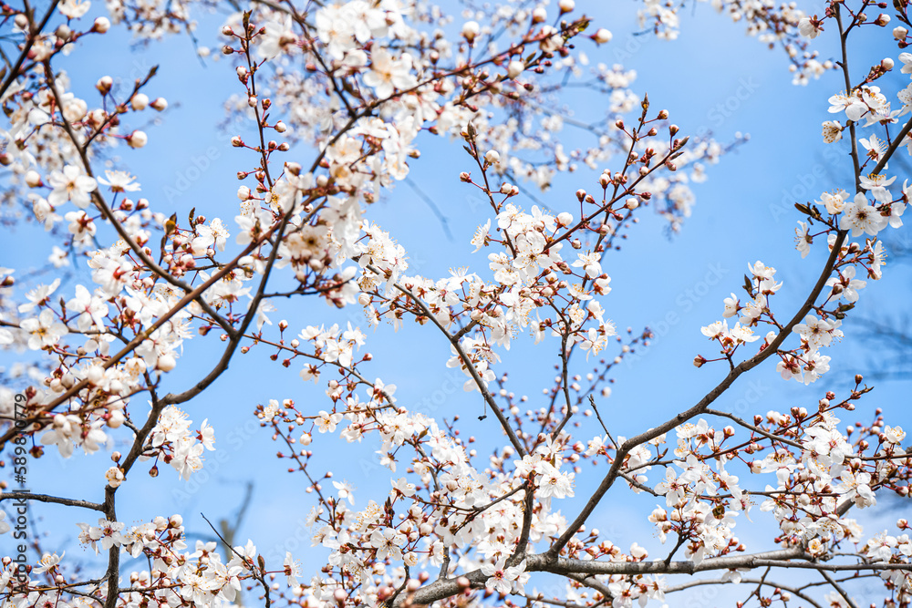 Beautiful blossoming tree on spring day, closeup