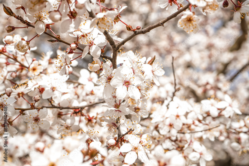 Beautiful blossoming tree on spring day, closeup