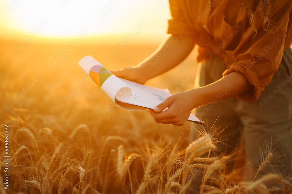 A peasant woman with a tablet checks the growth progress of a wheat field. Smart farming and digital