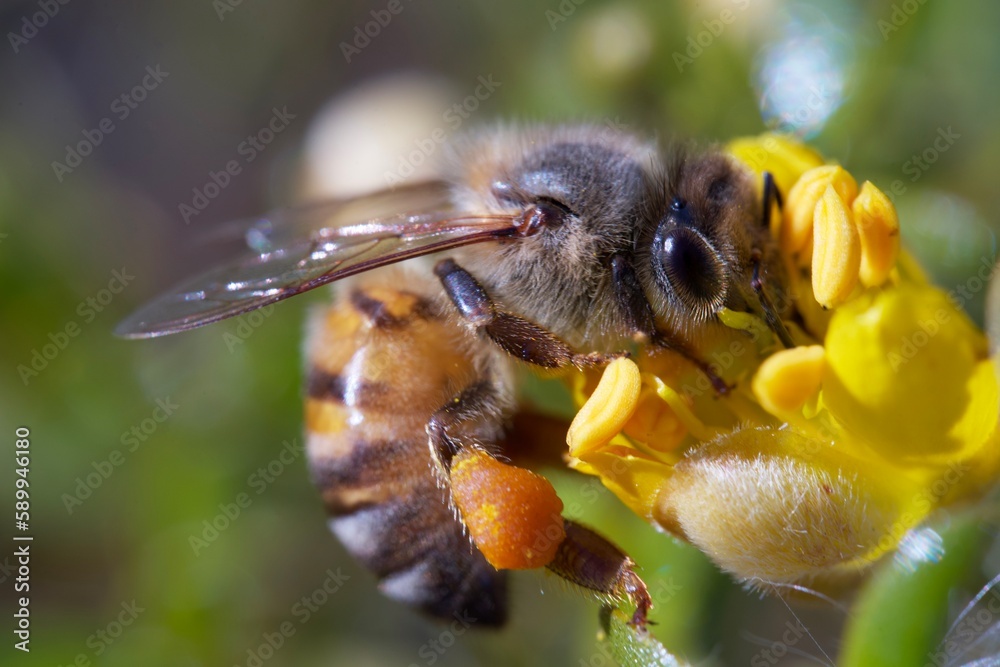 bee on a flower