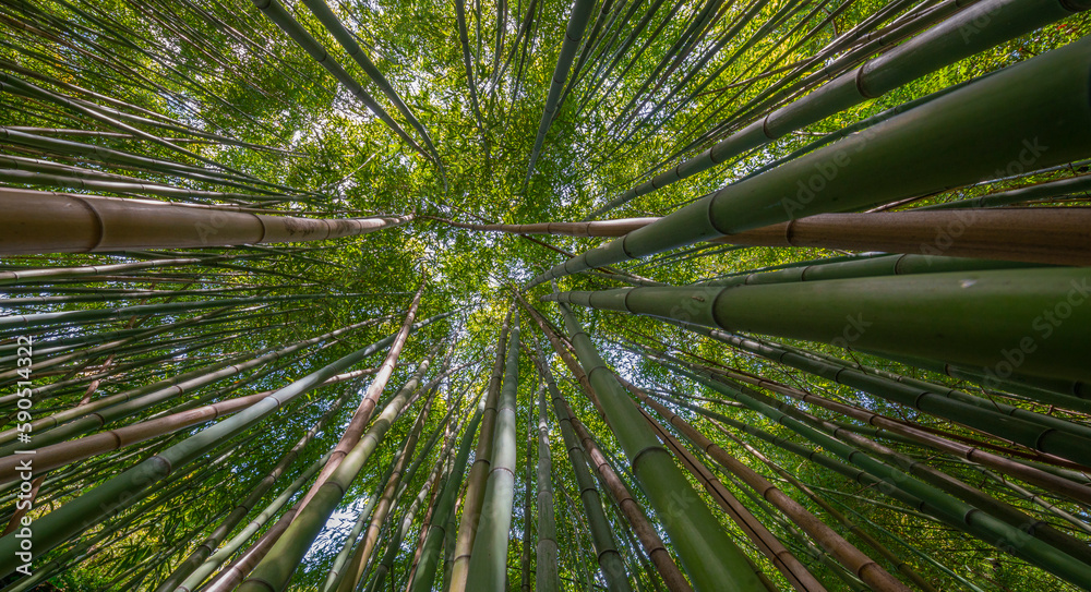 bamboo forest - fresh bamboo background