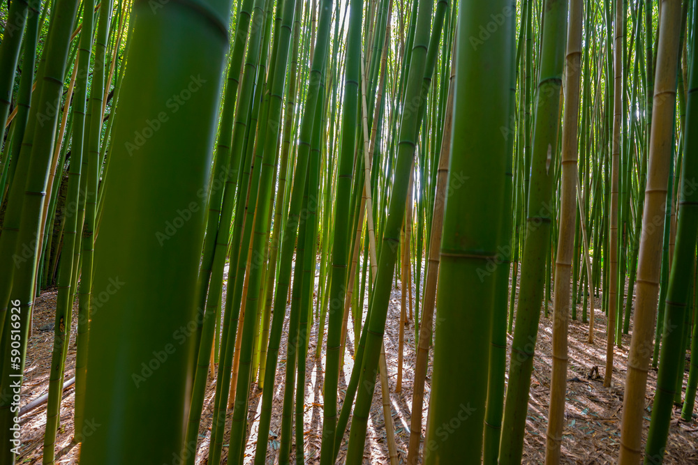 bamboo forest - fresh bamboo background