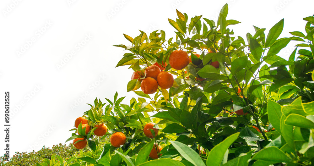 orange tree in the detail (Bitter orange, Sour Orange - bigarade)