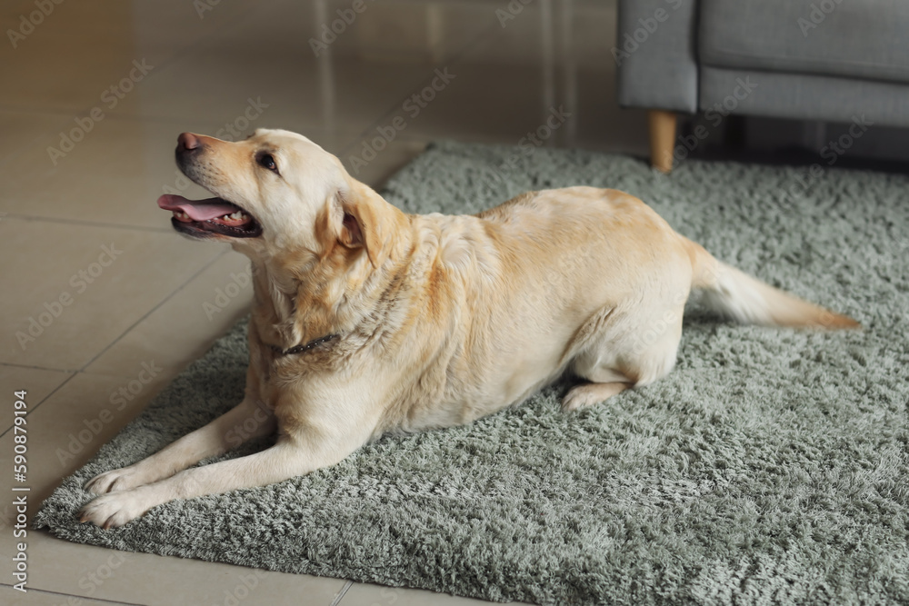 Cute Labrador dog lying on carpet at home