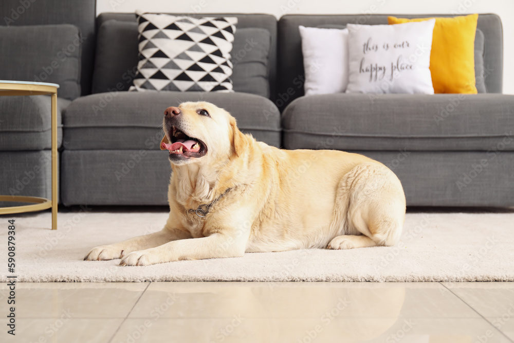 Cute Labrador dog lying on carpet at home