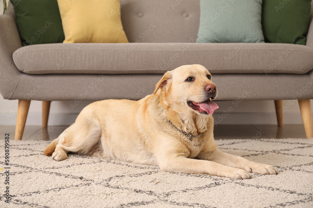 Cute Labrador dog lying on carpet at home