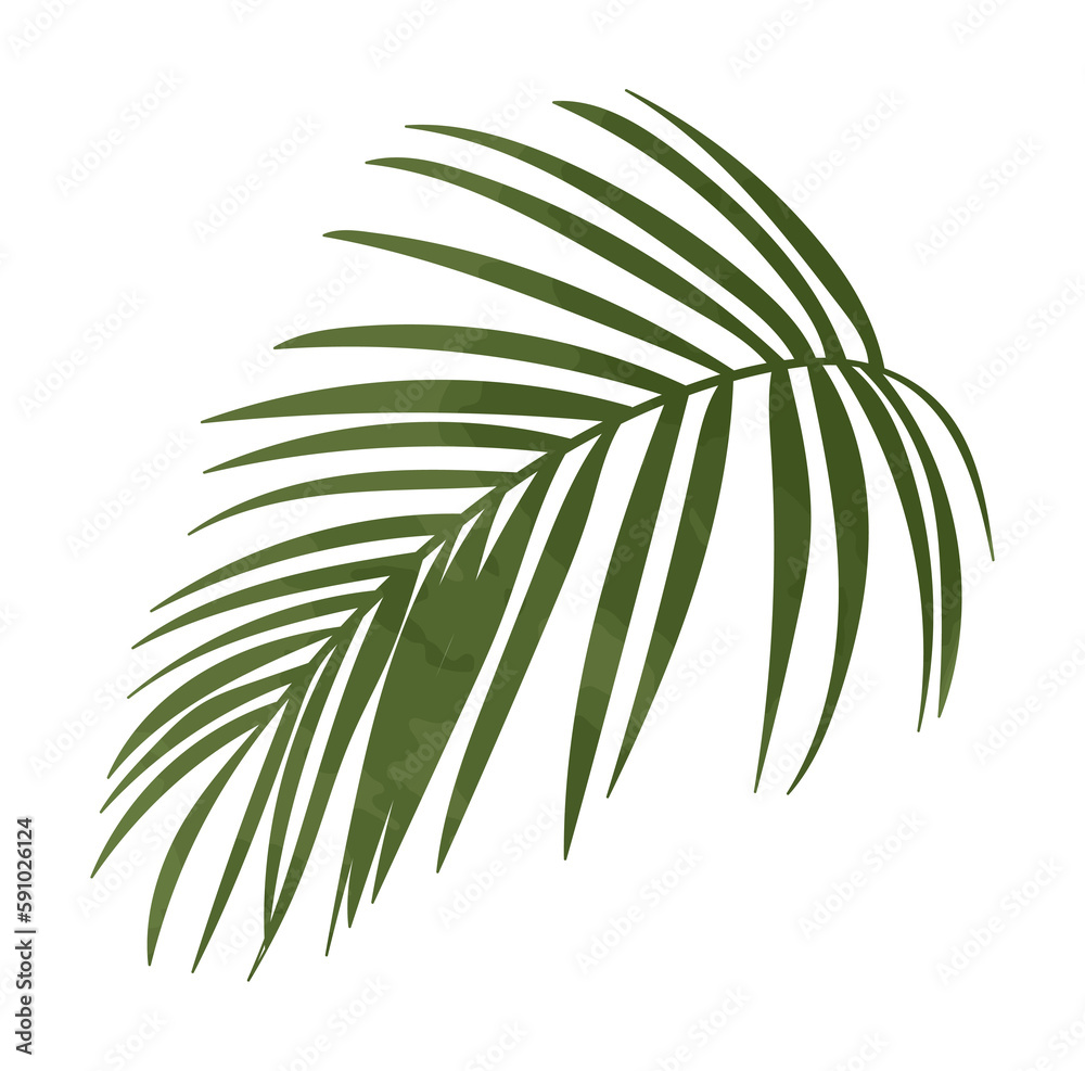 Watercolor palm leaf illustration