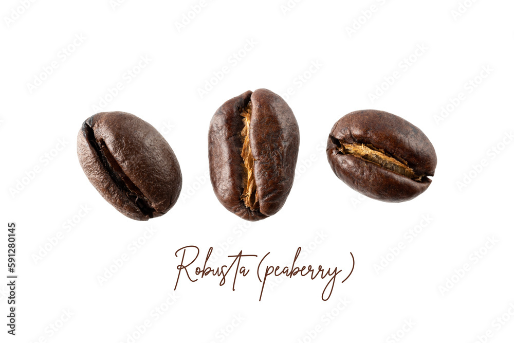 Roasted Robusta peaberry coffee beans closeup isolated on white