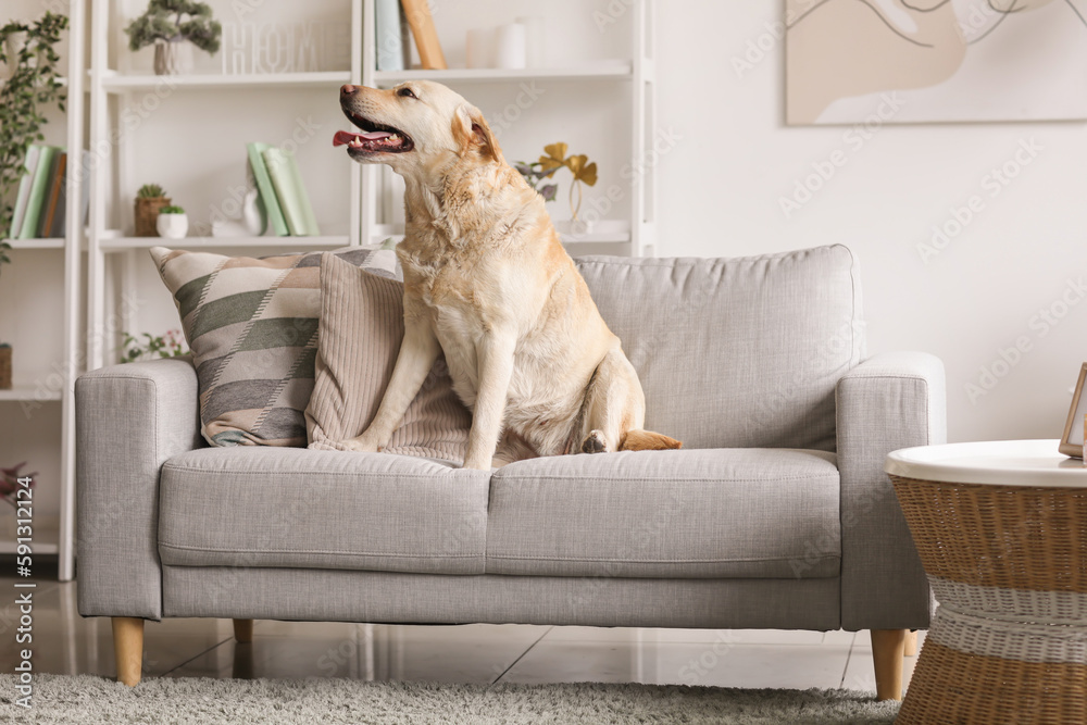 Cute Labrador dog sitting on grey sofa at home