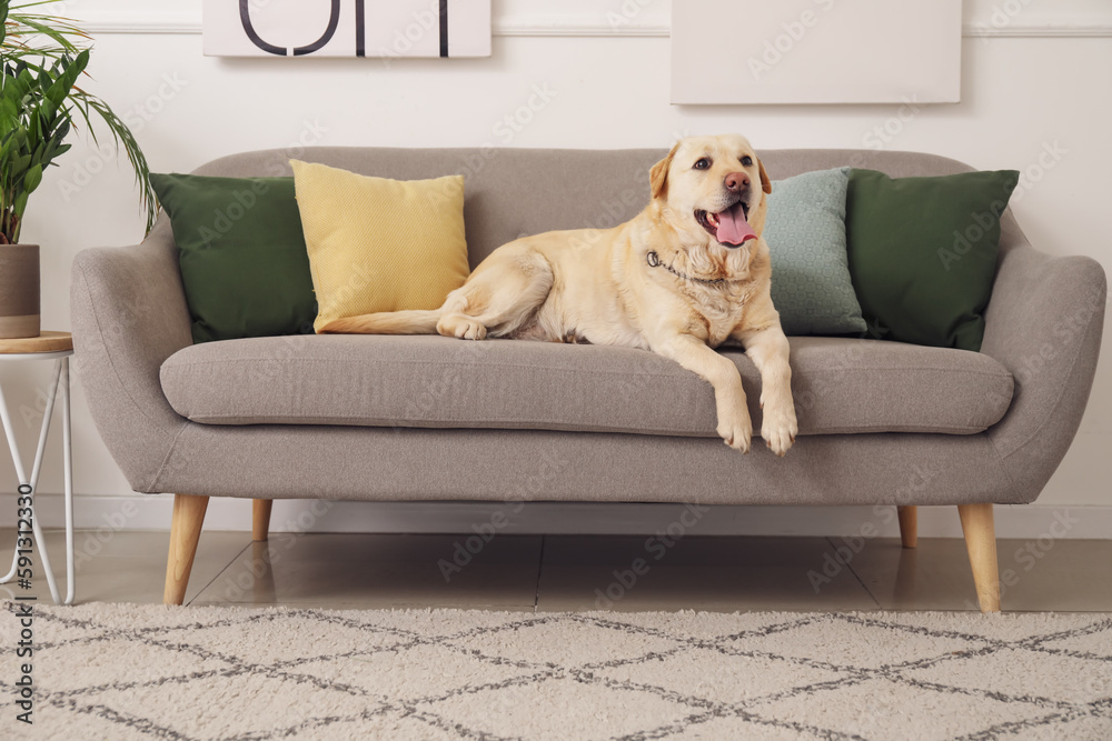 Cute Labrador dog lying on sofa at home