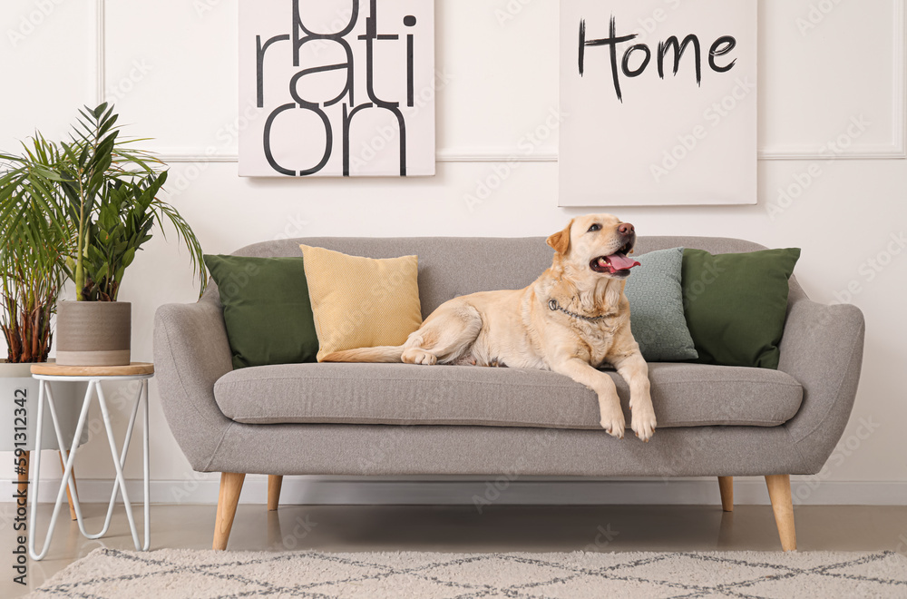 Cute Labrador dog lying on sofa at home