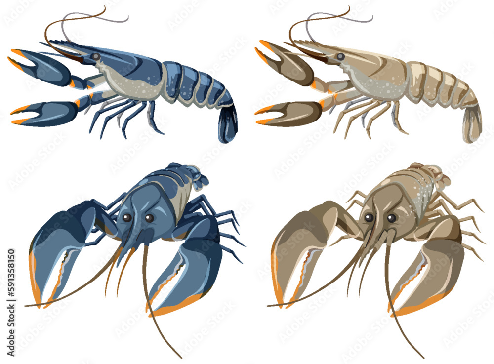 Set of Lobster Isolated