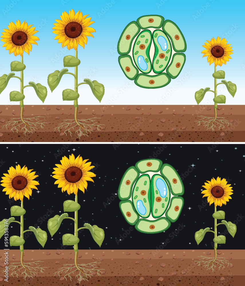 Sunflower with Close and Open Stomata Vector